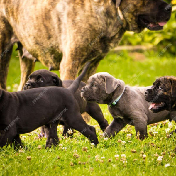 Creche